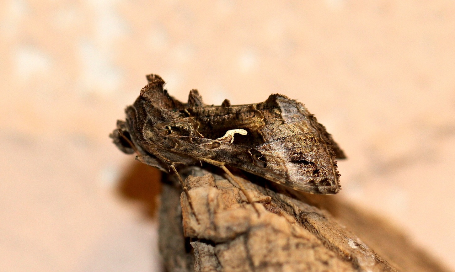 Autographa ?